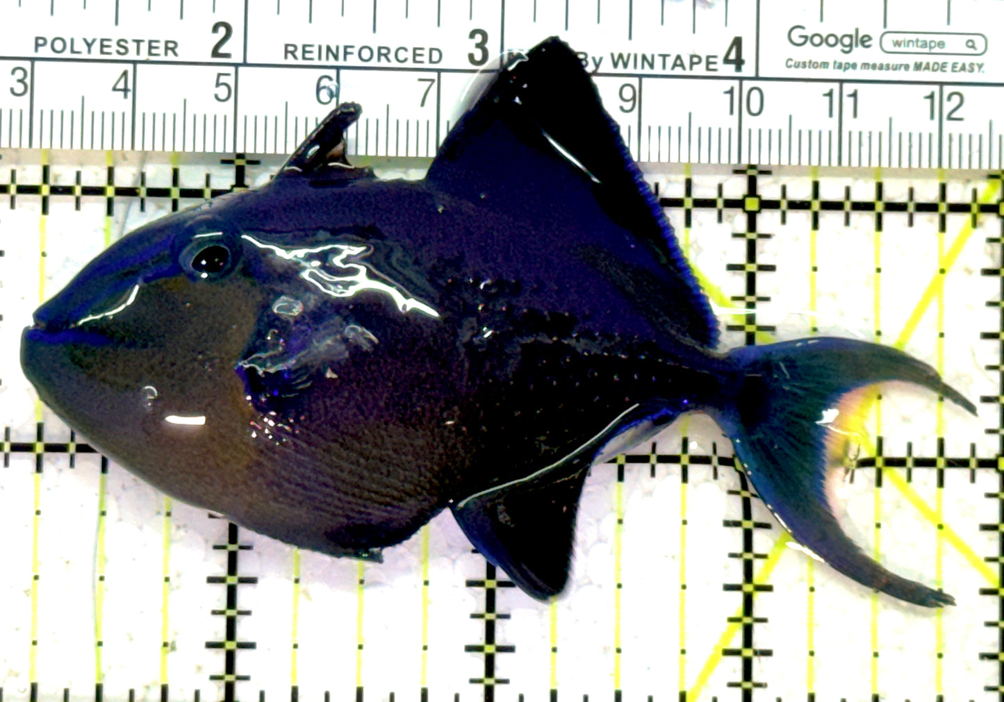 Niger Triggerfish NT121502 WYSIWYG Size: ML 4" approx