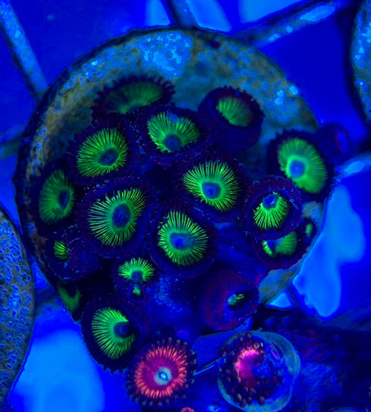 Aquacultured Zoanthids/Playthoa AZP050503 WYSIWYG