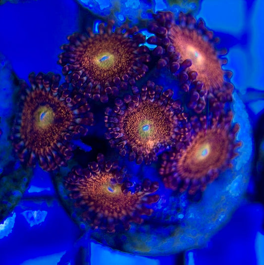 Aquacultured Zoanthids/Playthoa AZP050504 WYSIWYG