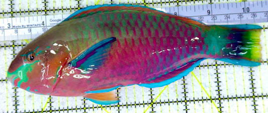 Princess Parrotfish PP011801 WYSIYWG Size: XXL 7.5"