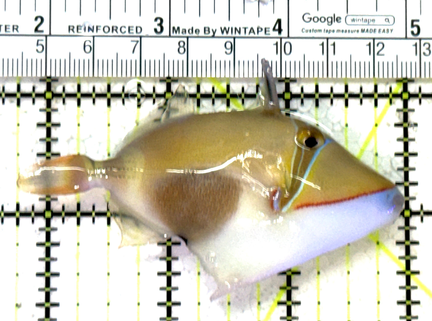 Bursa Triggerfish BT121501 WYSIWYG Size: ML 3.25" approx