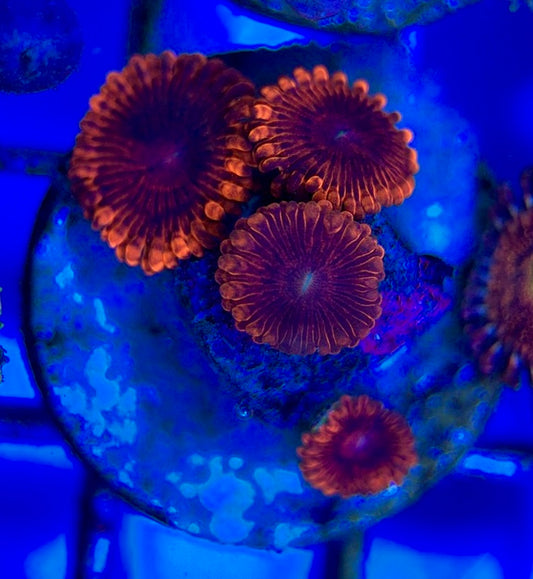 Aquacultured Zoanthids/Playthoa AZP050505 WYSIWYG