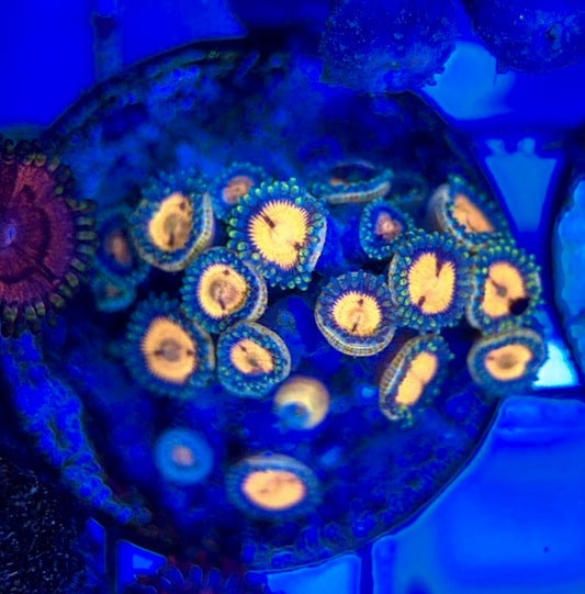 Aquacultured Zoanthids/Playthoa AZP050506 WYSIWYG