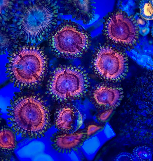 Aquacultured Zoanthids/Playthoa AZP050507 WYSIWYG