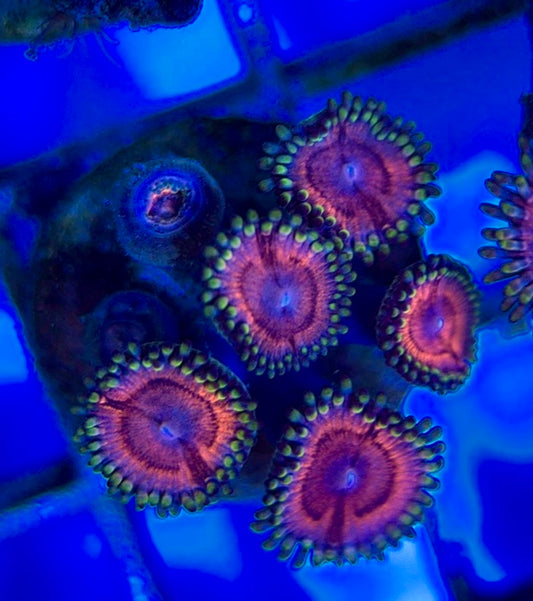 Aquacultured Zoanthids/Playthoa AZP050508 WYSIWYG