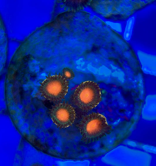 Aquacultured Zoanthids/Playthoa AZP050509 WYSIWYG