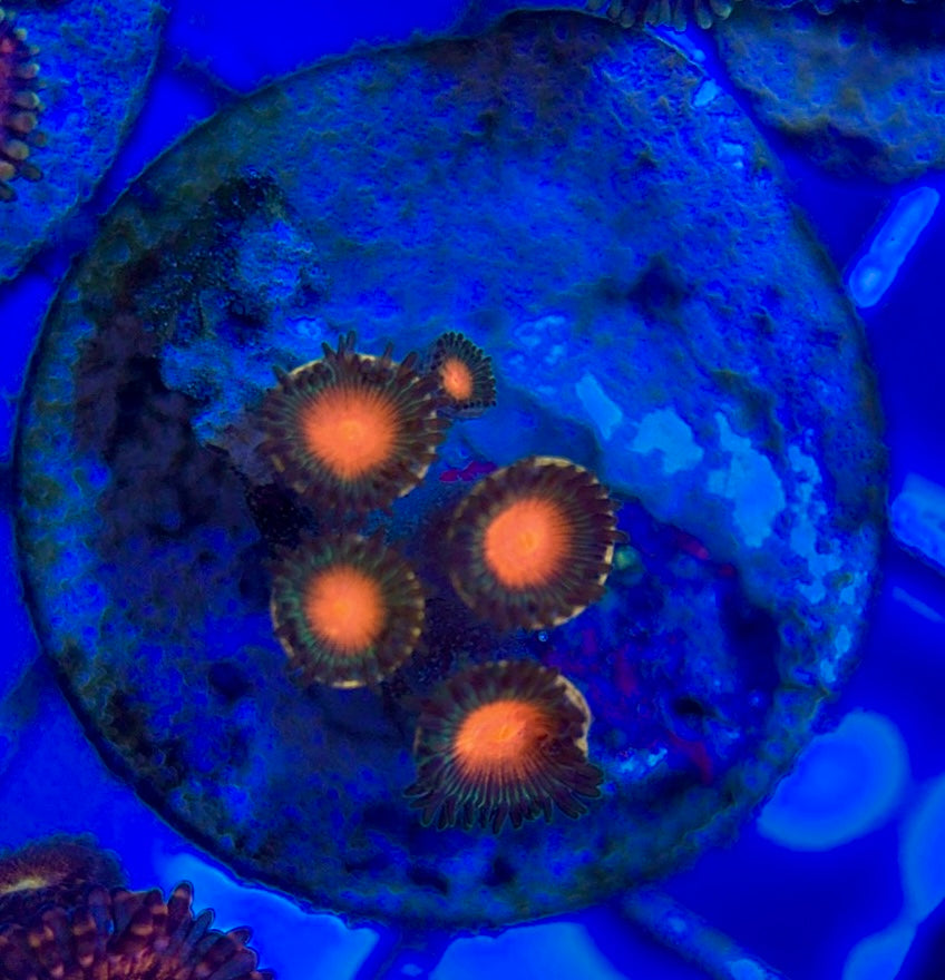 Aquacultured Zoanthids/Playthoa AZP050509 WYSIWYG