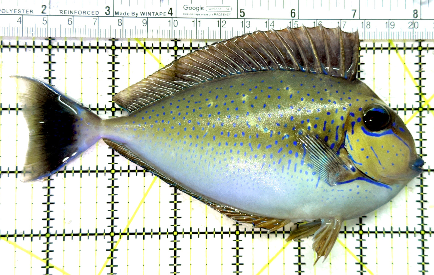 Vlamingi Unicorn Tang VUT121501 WYSIWYG Size: XL 6.75" approx