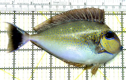 Vlamingi Unicorn Tang VUT121501 WYSIWYG Size: XL 6.75" approx