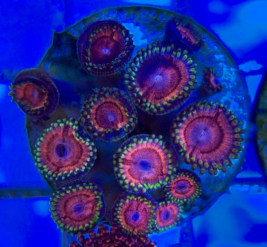 Aquacultured Zoanthids/Playthoa AZP050510 WYSIWYG