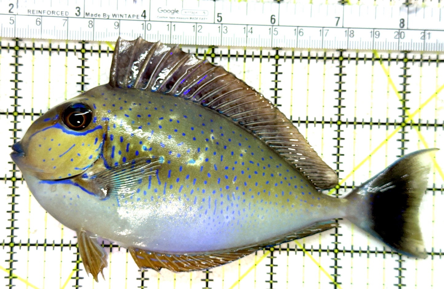 Vlamingi Unicorn Tang VUT121501 WYSIWYG Size: XL 6.75" approx