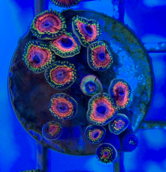 Aquacultured Zoanthids/Playthoa AZP050511 WYSIWYG