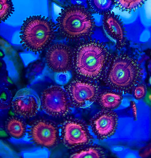 Aquacultured Zoanthids/Playthoa AZP050512 WYSIWYG