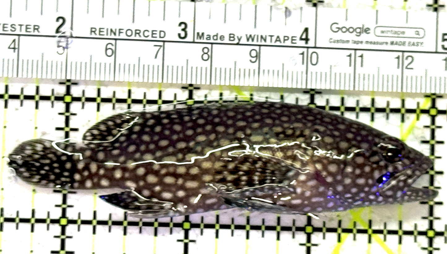 White Spotted Grouper WSG121501 WYSIWYG Size: 3.5" approx