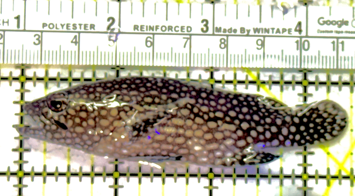 White Spotted Grouper WSG121501 WYSIWYG Size: 3.5" approx
