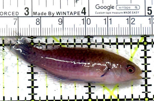 Blueside Fairy Wrasse BFW121501 WYSIWYG Size: M 2.5" approx
