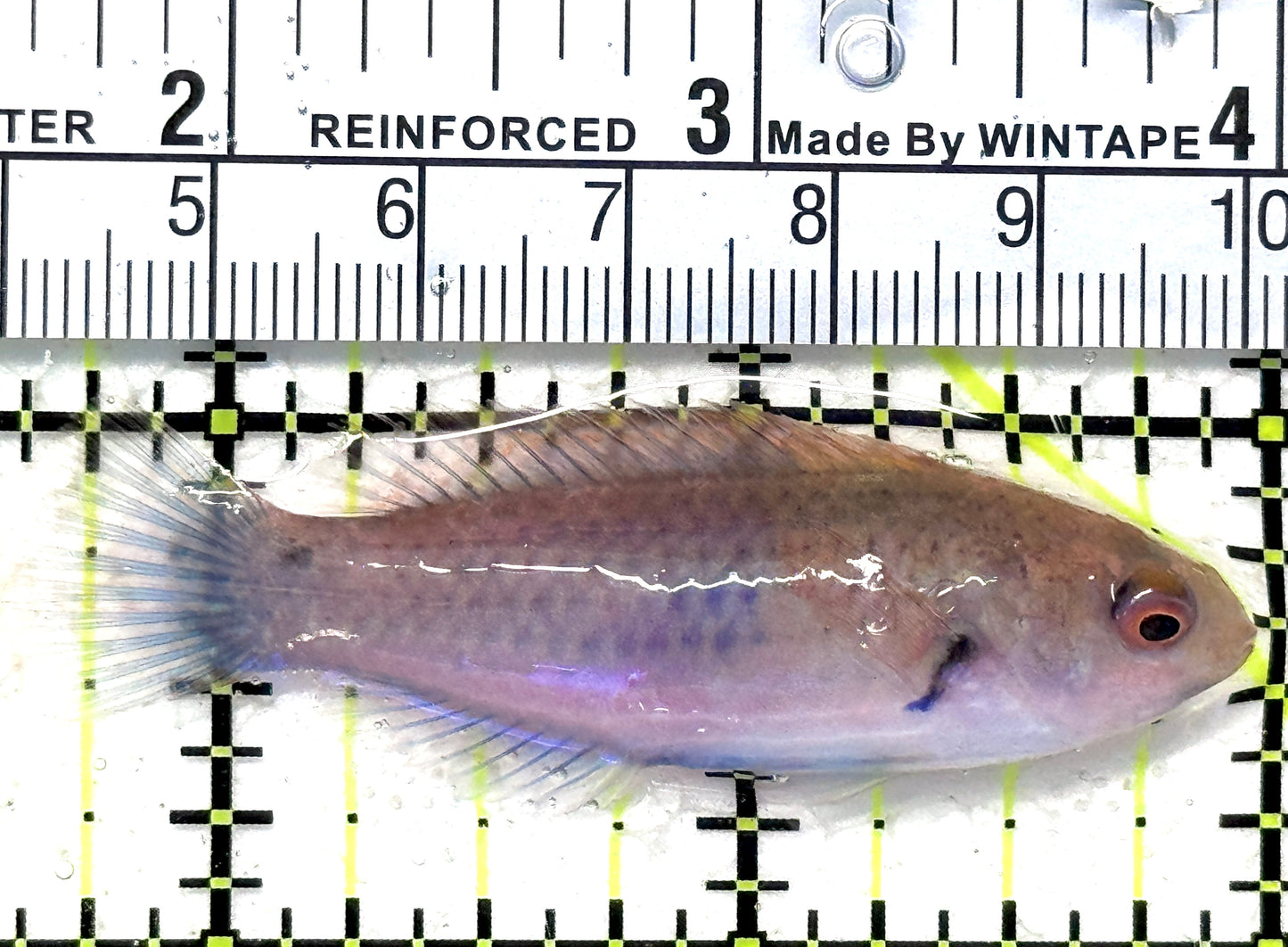 Blueside Fairy Wrasse BFW121502 WYSIWYG Size: M 2.25" approx