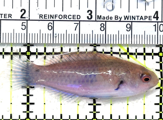 Blueside Fairy Wrasse BFW121502 WYSIWYG Size: M 2.25" approx