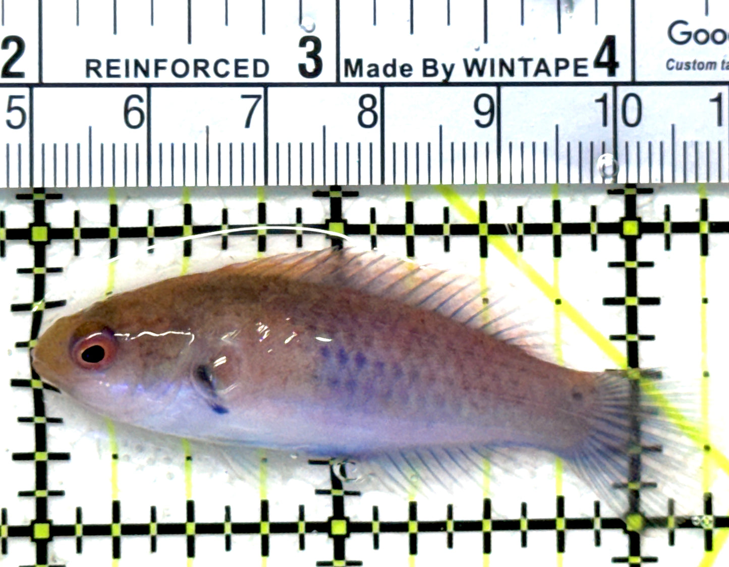 Blueside Fairy Wrasse BFW121502 WYSIWYG Size: M 2.25" approx