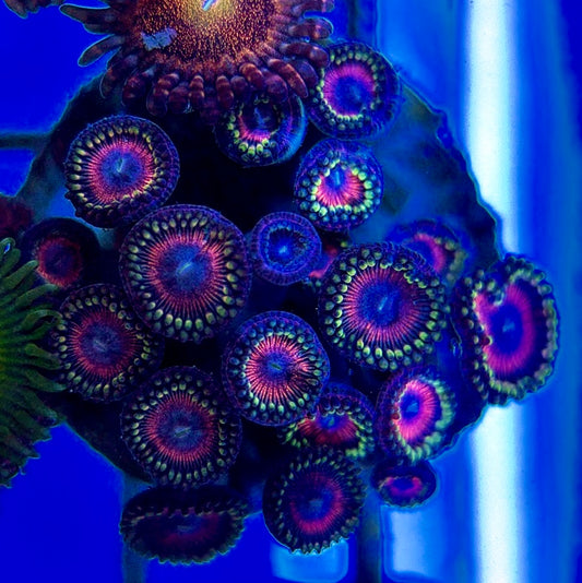 Aquacultured Zoanthids/Playthoa AZP050501 WYSIWYG