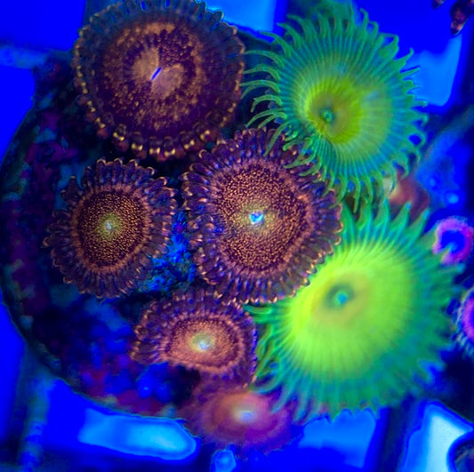 Aquacultured Zoanthids/Playthoa AZP050502 WYSIWYG