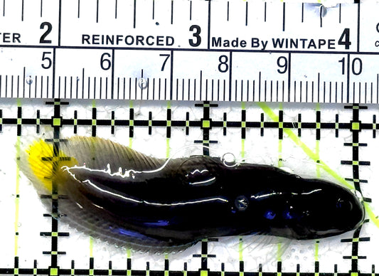 Goldentail Combtooth Blenny GCB121501 WYSIWYG Size: M 2.25" approx