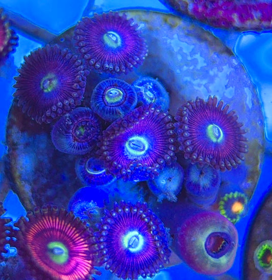 Aquacultured Zoanthids/Playthoa AZP050503 WYSIWYG