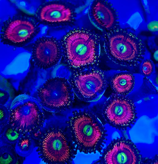 Aquacultured Zoanthids/Playthoa AZP050504 WYSIWYG