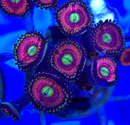 Aquacultured Zoanthids/Playthoa AZP050505 WYSIWYG