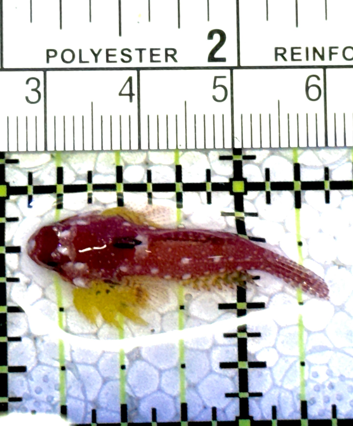 Red Scooter Dragonet RSD121502 WYSIWYG Size: L 1.25" approx