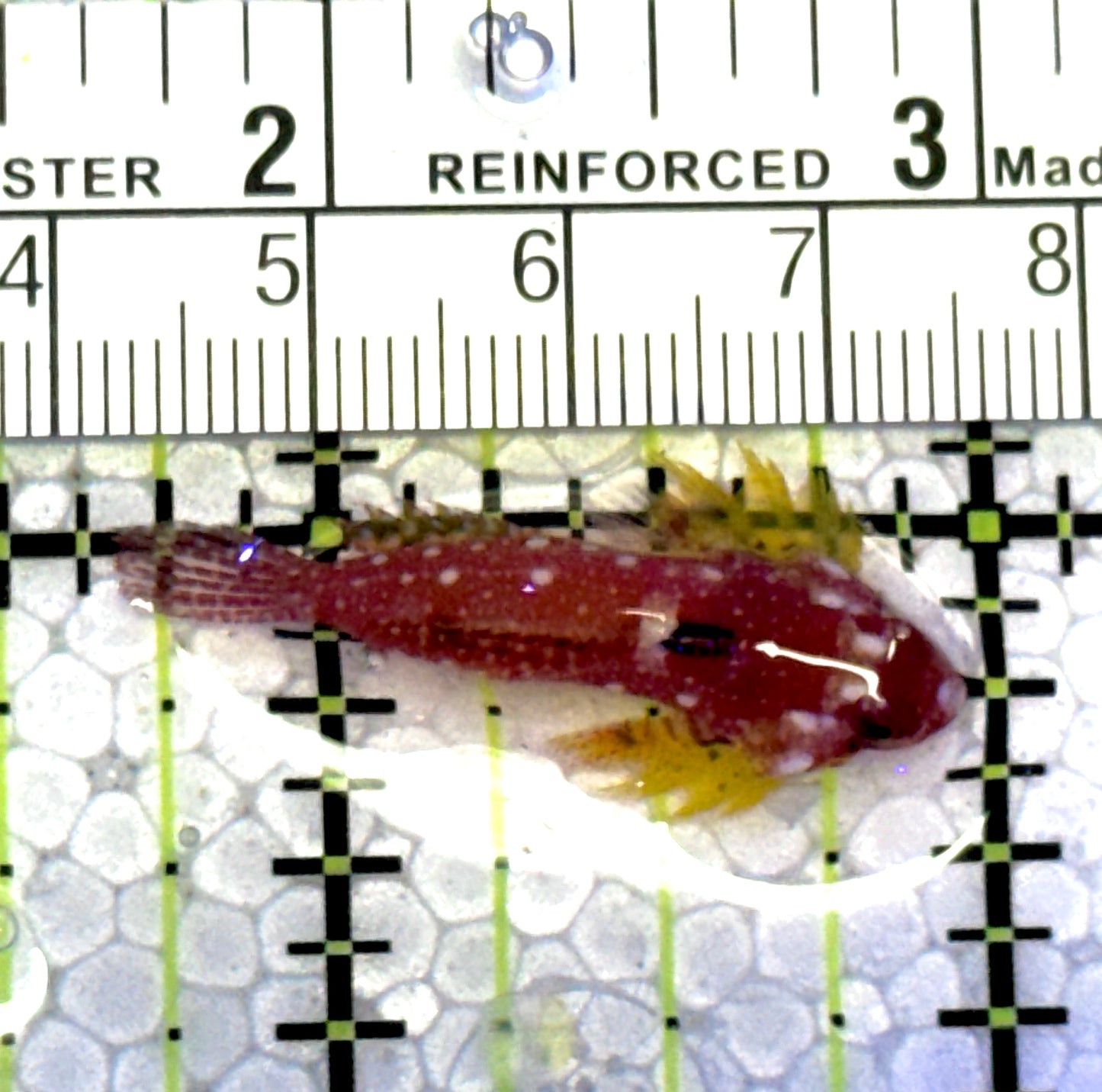 Red Scooter Dragonet RSD121501 WYSIWYG Size: L 1.25" approx