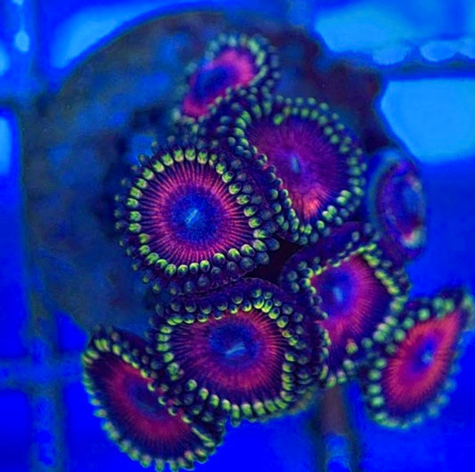 Aquacultured Zoanthids/Playthoa AZP050506 WYSIWYG