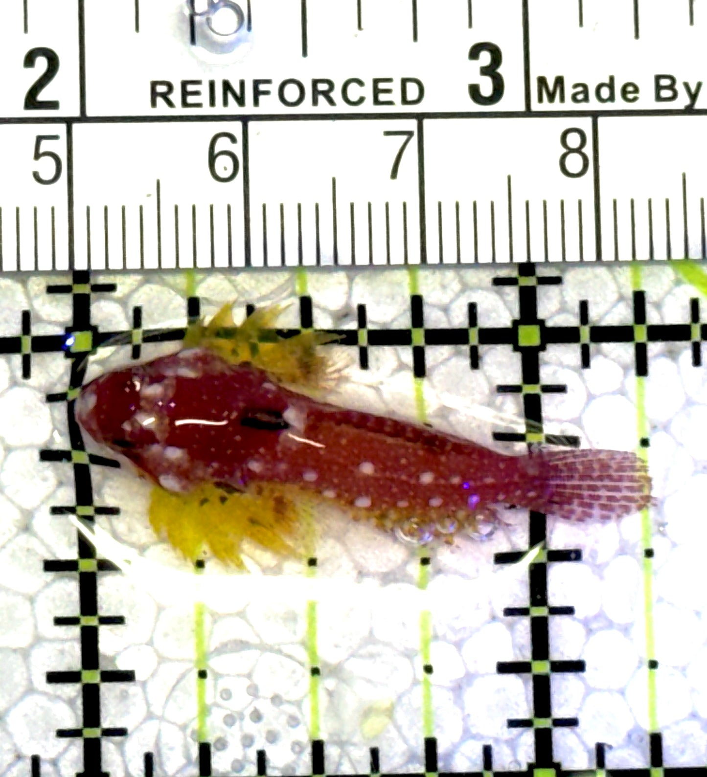 Red Scooter Dragonet RSD121501 WYSIWYG Size: L 1.25" approx