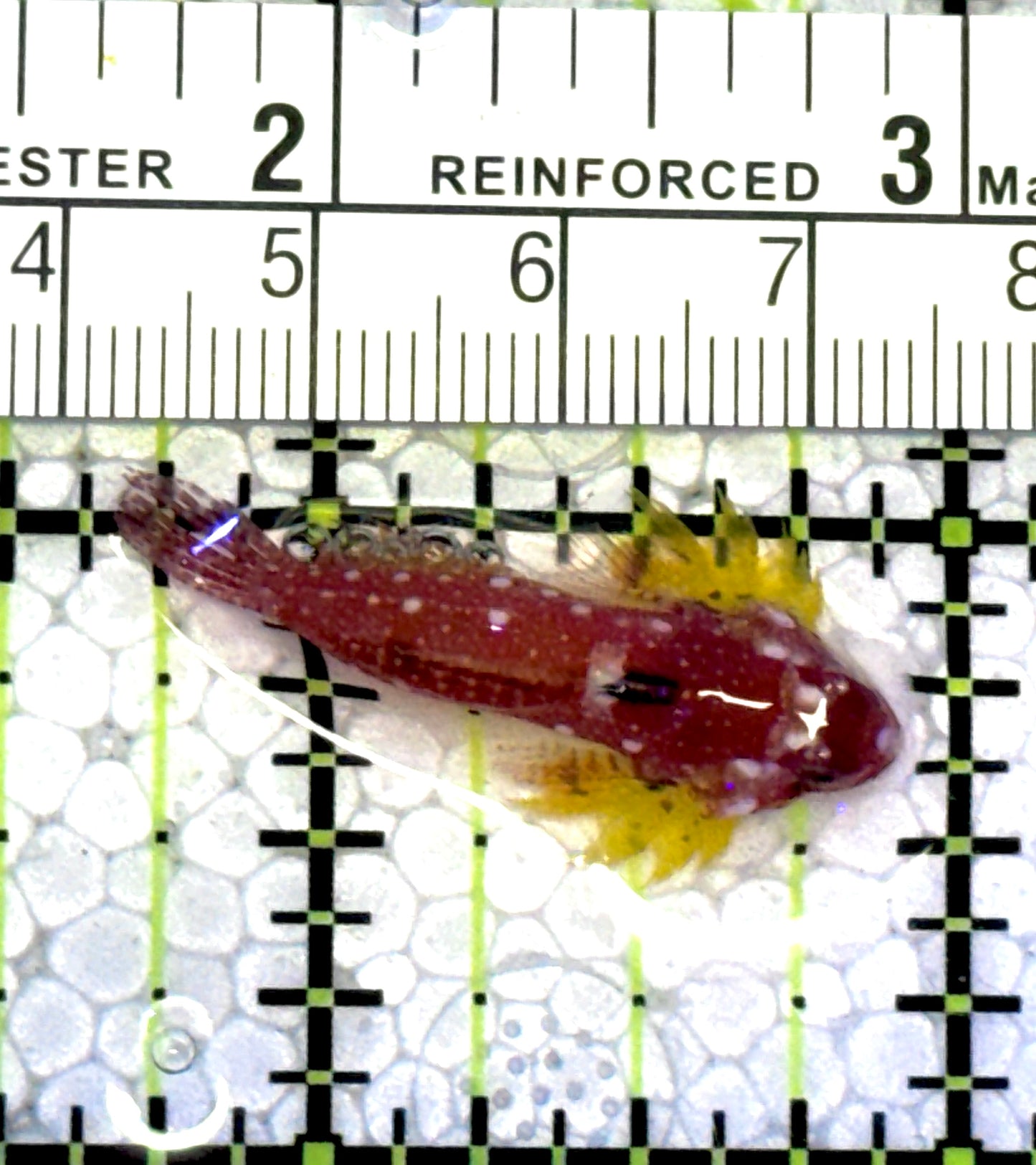 Red Scooter Dragonet RSD121502 WYSIWYG Size: L 1.25" approx