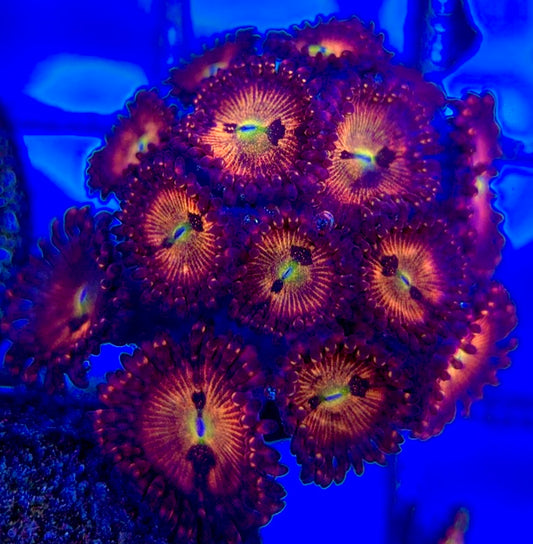 Aquacultured Zoanthids/Playthoa AZP050507 WYSIWYG