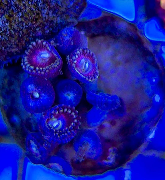 Aquacultured Zoanthids/Playthoa AZP050508 WYSIWYG