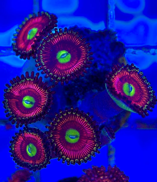 Aquacultured Zoanthids/Playthoa AZP050509 WYSIWYG