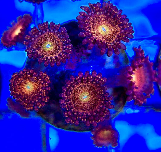 Aquacultured Zoanthids/Playthoa AZP050510 WYSIWYG