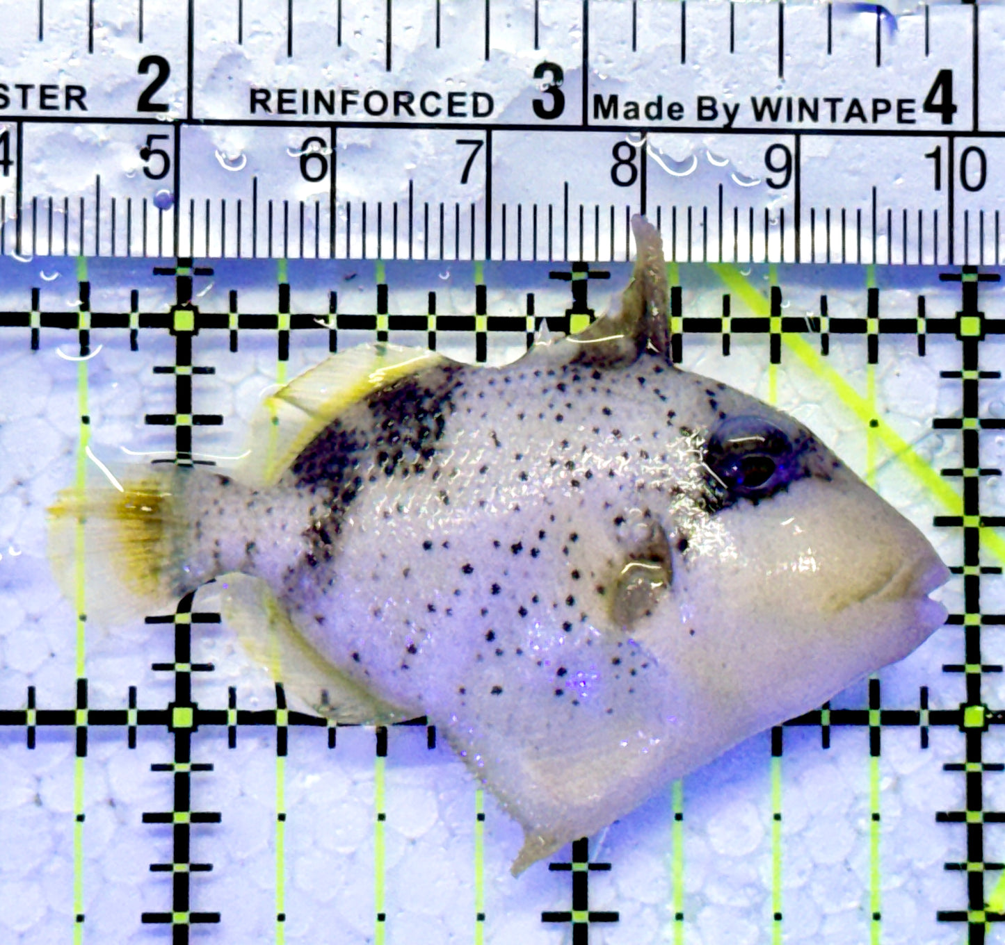 Yellowmargin Triggerfish YT122101 WYSIWYG Size: SM 2.25"