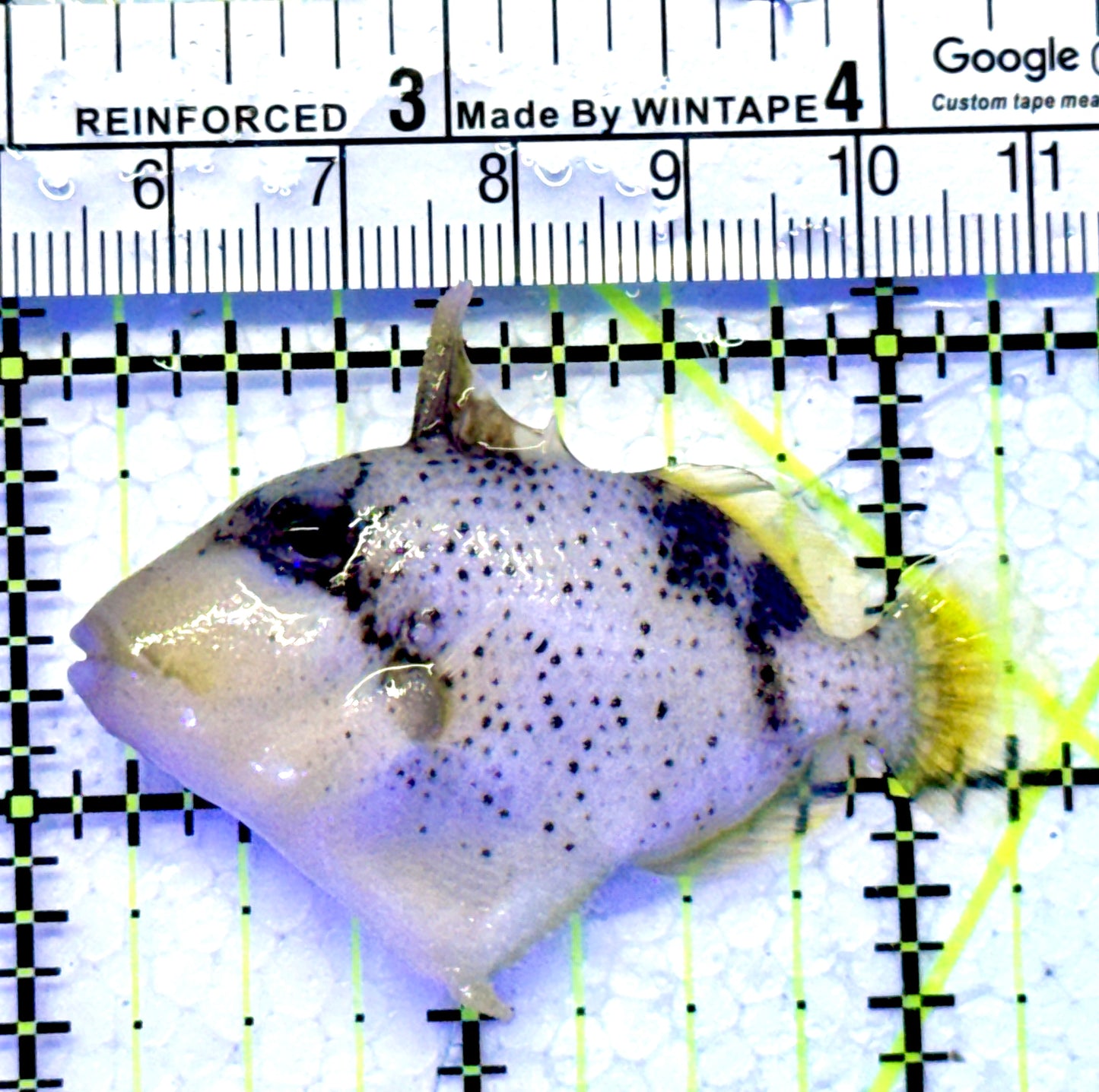 Yellowmargin Triggerfish YT122101 WYSIWYG Size: SM 2.25"