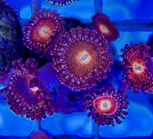 Aquacultured Zoanthids/Playthoa AZP050511 WYSIWYG