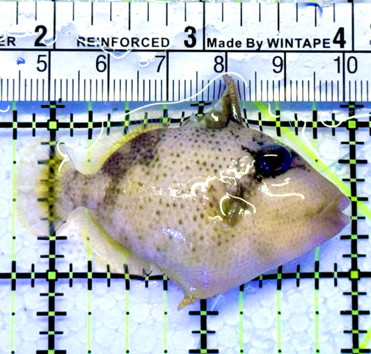 Yellowmargin Triggerfish YT122102 WYSIWYG Size: SM 2.25"