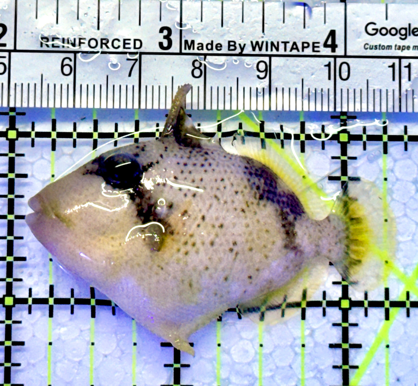 Yellowmargin Triggerfish YT122102 WYSIWYG Size: SM 2.25"