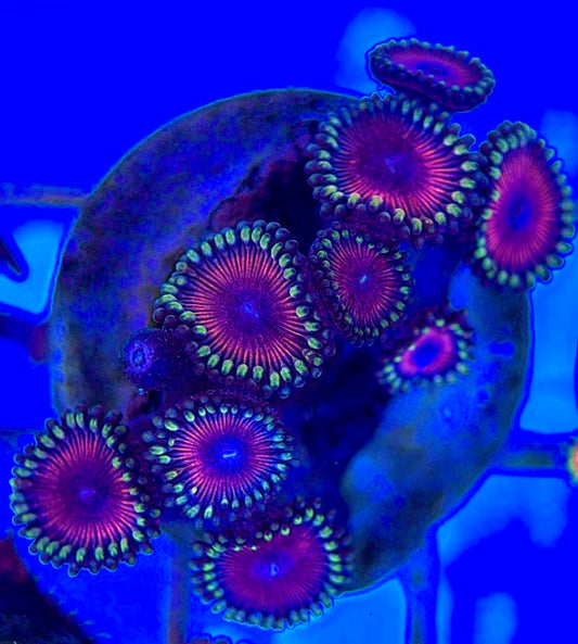 Aquacultured Zoanthids/Playthoa AZP050512 WYSIWYG