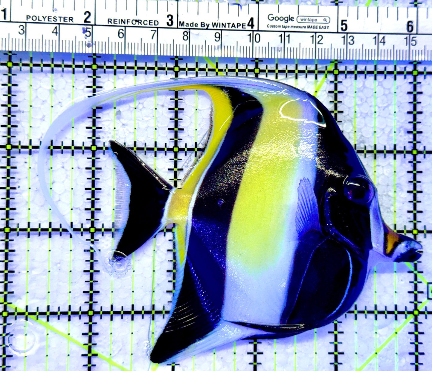 Moorish Idol MI122101 WYSIWYG Size: M 4"