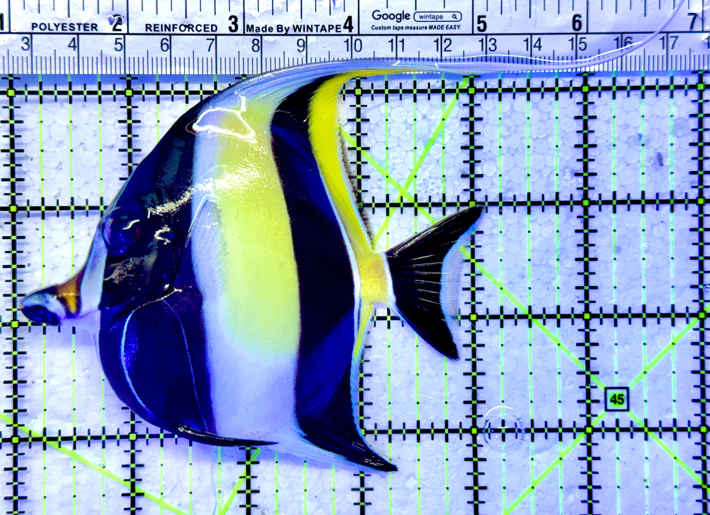 Moorish Idol MI122101 WYSIWYG Size: M 4"