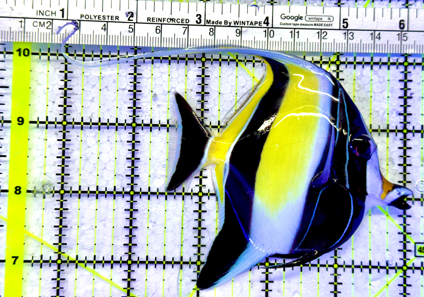 Moorish Idol MI122102 WYSIWYG Size: M 4"