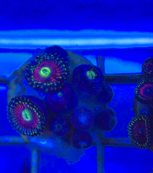Aquacultured Zoanthids/Playthoa AZP050501 WYSIWYG