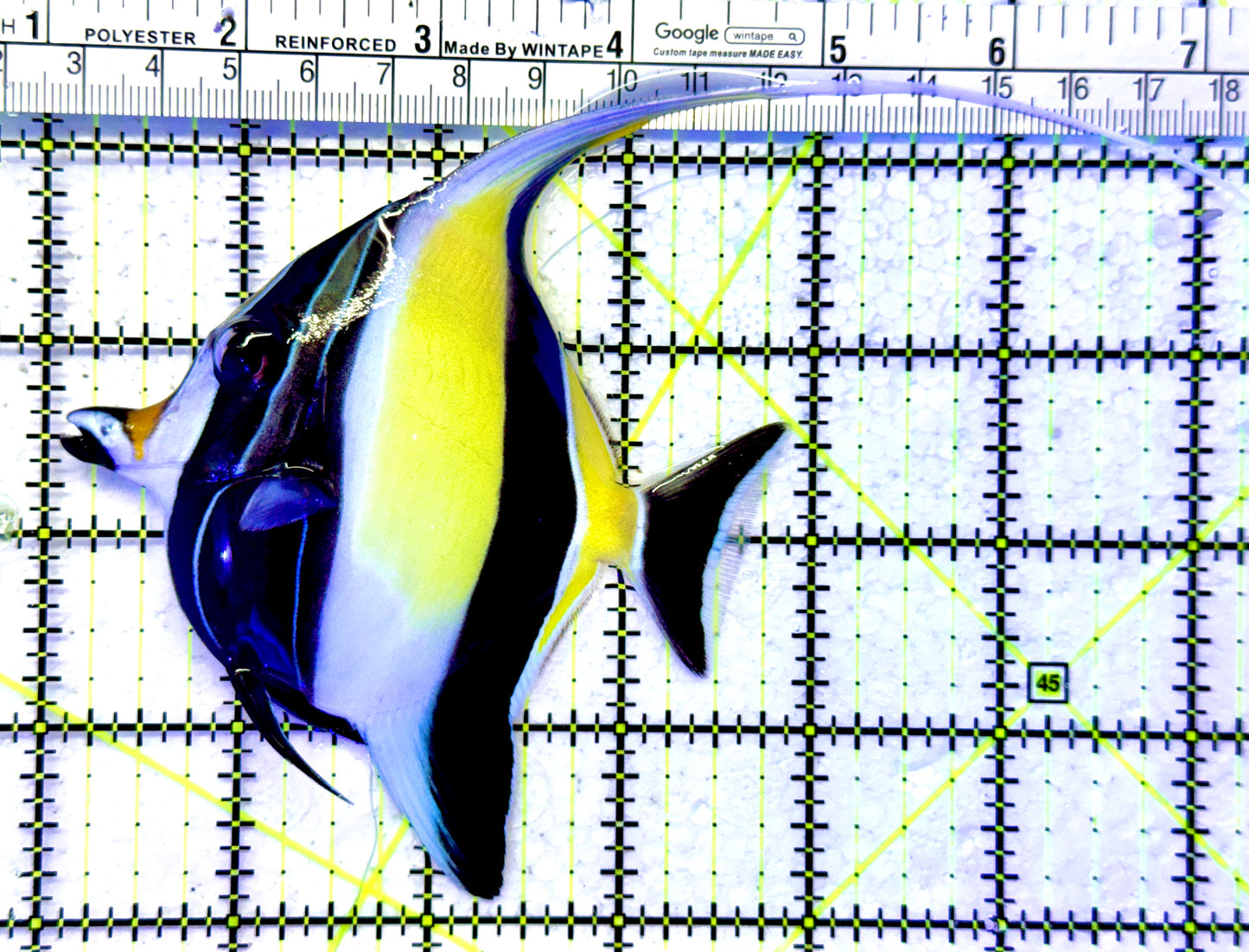 Moorish Idol MI122102 WYSIWYG Size: M 4"