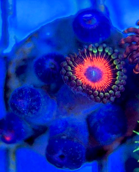 Aquacultured Zoanthids/Playthoa AZP050502 WYSIWYG